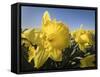 Usa, Washington State, Mt. Vernon. Daffodils in field of flower farm./n-Merrill Images-Framed Stretched Canvas