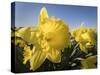 Usa, Washington State, Mt. Vernon. Daffodils in field of flower farm./n-Merrill Images-Stretched Canvas