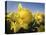 Usa, Washington State, Mt. Vernon. Daffodils in field of flower farm./n-Merrill Images-Stretched Canvas