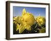 Usa, Washington State, Mt. Vernon. Daffodils in field of flower farm./n-Merrill Images-Framed Photographic Print