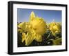 Usa, Washington State, Mt. Vernon. Daffodils in field of flower farm./n-Merrill Images-Framed Photographic Print