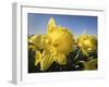 Usa, Washington State, Mt. Vernon. Daffodils in field of flower farm./n-Merrill Images-Framed Photographic Print