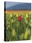 USA, Washington State, Mt. Vernon. One red tulip in a field of yellow-Merrill Images-Stretched Canvas