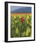 USA, Washington State, Mt. Vernon. One red tulip in a field of yellow-Merrill Images-Framed Photographic Print