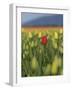 USA, Washington State, Mt. Vernon. One red tulip in a field of yellow-Merrill Images-Framed Photographic Print