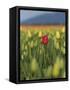 USA, Washington State, Mt. Vernon. One red tulip in a field of yellow-Merrill Images-Framed Stretched Canvas