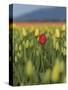 USA, Washington State, Mt. Vernon. One red tulip in a field of yellow-Merrill Images-Stretched Canvas