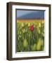 USA, Washington State, Mt. Vernon. One red tulip in a field of yellow-Merrill Images-Framed Photographic Print