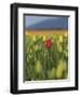 USA, Washington State, Mt. Vernon. One red tulip in a field of yellow-Merrill Images-Framed Photographic Print