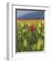 USA, Washington State, Mt. Vernon. One red tulip in a field of yellow-Merrill Images-Framed Photographic Print