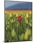 USA, Washington State, Mt. Vernon. One red tulip in a field of yellow-Merrill Images-Mounted Photographic Print