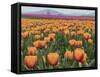 USA, Washington State, Mt. Vernon. Orange and pink tulip fields at Skagit Valley Tulip Festival.-Merrill Images-Framed Stretched Canvas