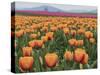 USA, Washington State, Mt. Vernon. Orange and pink tulip fields at Skagit Valley Tulip Festival.-Merrill Images-Stretched Canvas