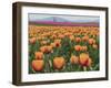 USA, Washington State, Mt. Vernon. Orange and pink tulip fields at Skagit Valley Tulip Festival.-Merrill Images-Framed Photographic Print