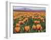 USA, Washington State, Mt. Vernon. Orange and pink tulip fields at Skagit Valley Tulip Festival.-Merrill Images-Framed Photographic Print