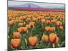USA, Washington State, Mt. Vernon. Orange and pink tulip fields at Skagit Valley Tulip Festival.-Merrill Images-Mounted Photographic Print