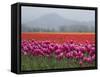 USA, Washington State, Mt. Vernon. Pink, red and orange tulip fields-Merrill Images-Framed Stretched Canvas