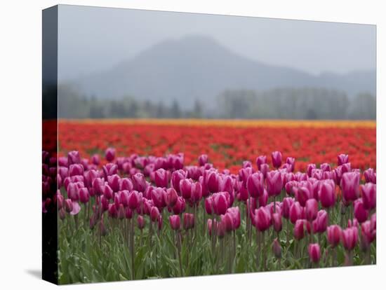 USA, Washington State, Mt. Vernon. Pink, red and orange tulip fields-Merrill Images-Stretched Canvas