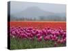 USA, Washington State, Mt. Vernon. Pink, red and orange tulip fields-Merrill Images-Stretched Canvas