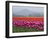 USA, Washington State, Mt. Vernon. Pink, red and orange tulip fields-Merrill Images-Framed Photographic Print
