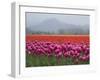 USA, Washington State, Mt. Vernon. Pink, red and orange tulip fields-Merrill Images-Framed Photographic Print