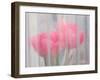 Usa, Washington State, Mt. Vernon. Pink tulips through window, Skagit Valley Tulip Festival.-Merrill Images-Framed Photographic Print