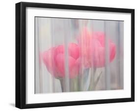 Usa, Washington State, Mt. Vernon. Pink tulips through window, Skagit Valley Tulip Festival.-Merrill Images-Framed Photographic Print