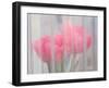 Usa, Washington State, Mt. Vernon. Pink tulips through window, Skagit Valley Tulip Festival.-Merrill Images-Framed Photographic Print