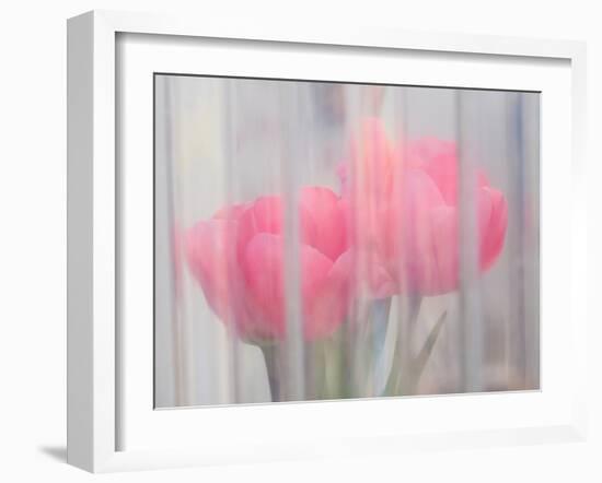 Usa, Washington State, Mt. Vernon. Pink tulips through window, Skagit Valley Tulip Festival.-Merrill Images-Framed Photographic Print