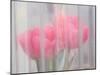 Usa, Washington State, Mt. Vernon. Pink tulips through window, Skagit Valley Tulip Festival.-Merrill Images-Mounted Photographic Print