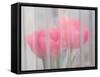 Usa, Washington State, Mt. Vernon. Pink tulips through window, Skagit Valley Tulip Festival.-Merrill Images-Framed Stretched Canvas