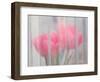 Usa, Washington State, Mt. Vernon. Pink tulips through window, Skagit Valley Tulip Festival.-Merrill Images-Framed Photographic Print