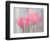 Usa, Washington State, Mt. Vernon. Pink tulips through window, Skagit Valley Tulip Festival.-Merrill Images-Framed Photographic Print