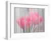 Usa, Washington State, Mt. Vernon. Pink tulips through window, Skagit Valley Tulip Festival.-Merrill Images-Framed Photographic Print