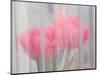 Usa, Washington State, Mt. Vernon. Pink tulips through window, Skagit Valley Tulip Festival.-Merrill Images-Mounted Photographic Print