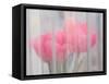 Usa, Washington State, Mt. Vernon. Pink tulips through window, Skagit Valley Tulip Festival.-Merrill Images-Framed Stretched Canvas