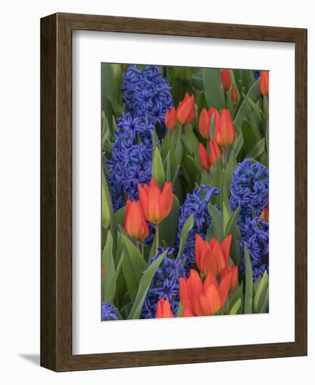 USA, Washington State, Mt. Vernon. Purple hyacinths and red tulips in display garden-Merrill Images-Framed Photographic Print