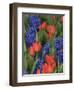 USA, Washington State, Mt. Vernon. Purple hyacinths and red tulips in display garden-Merrill Images-Framed Photographic Print