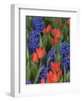 USA, Washington State, Mt. Vernon. Purple hyacinths and red tulips in display garden-Merrill Images-Framed Photographic Print