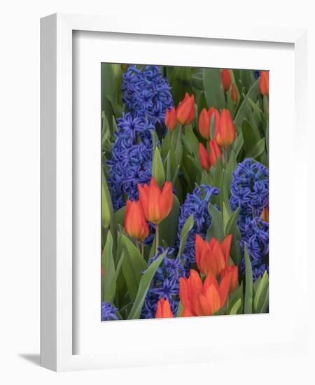 USA, Washington State, Mt. Vernon. Purple hyacinths and red tulips in display garden-Merrill Images-Framed Photographic Print