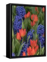 USA, Washington State, Mt. Vernon. Purple hyacinths and red tulips in display garden-Merrill Images-Framed Stretched Canvas