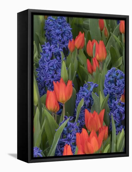 USA, Washington State, Mt. Vernon. Purple hyacinths and red tulips in display garden-Merrill Images-Framed Stretched Canvas