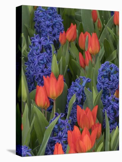 USA, Washington State, Mt. Vernon. Purple hyacinths and red tulips in display garden-Merrill Images-Stretched Canvas