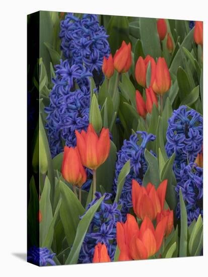 USA, Washington State, Mt. Vernon. Purple hyacinths and red tulips in display garden-Merrill Images-Stretched Canvas