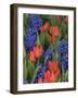 USA, Washington State, Mt. Vernon. Purple hyacinths and red tulips in display garden-Merrill Images-Framed Photographic Print