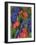 USA, Washington State, Mt. Vernon. Purple hyacinths and red tulips in display garden-Merrill Images-Framed Photographic Print