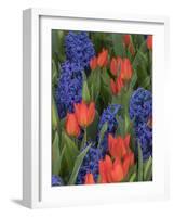 USA, Washington State, Mt. Vernon. Purple hyacinths and red tulips in display garden-Merrill Images-Framed Photographic Print