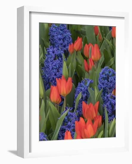 USA, Washington State, Mt. Vernon. Purple hyacinths and red tulips in display garden-Merrill Images-Framed Photographic Print