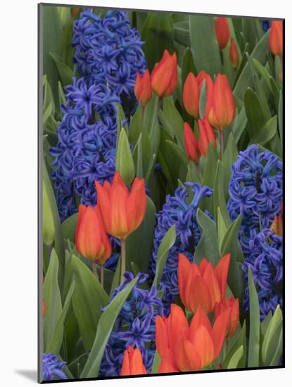 USA, Washington State, Mt. Vernon. Purple hyacinths and red tulips in display garden-Merrill Images-Mounted Photographic Print