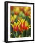 Usa, Washington State, Mt. Vernon. Red and yellow tulips in display garden-Merrill Images-Framed Photographic Print